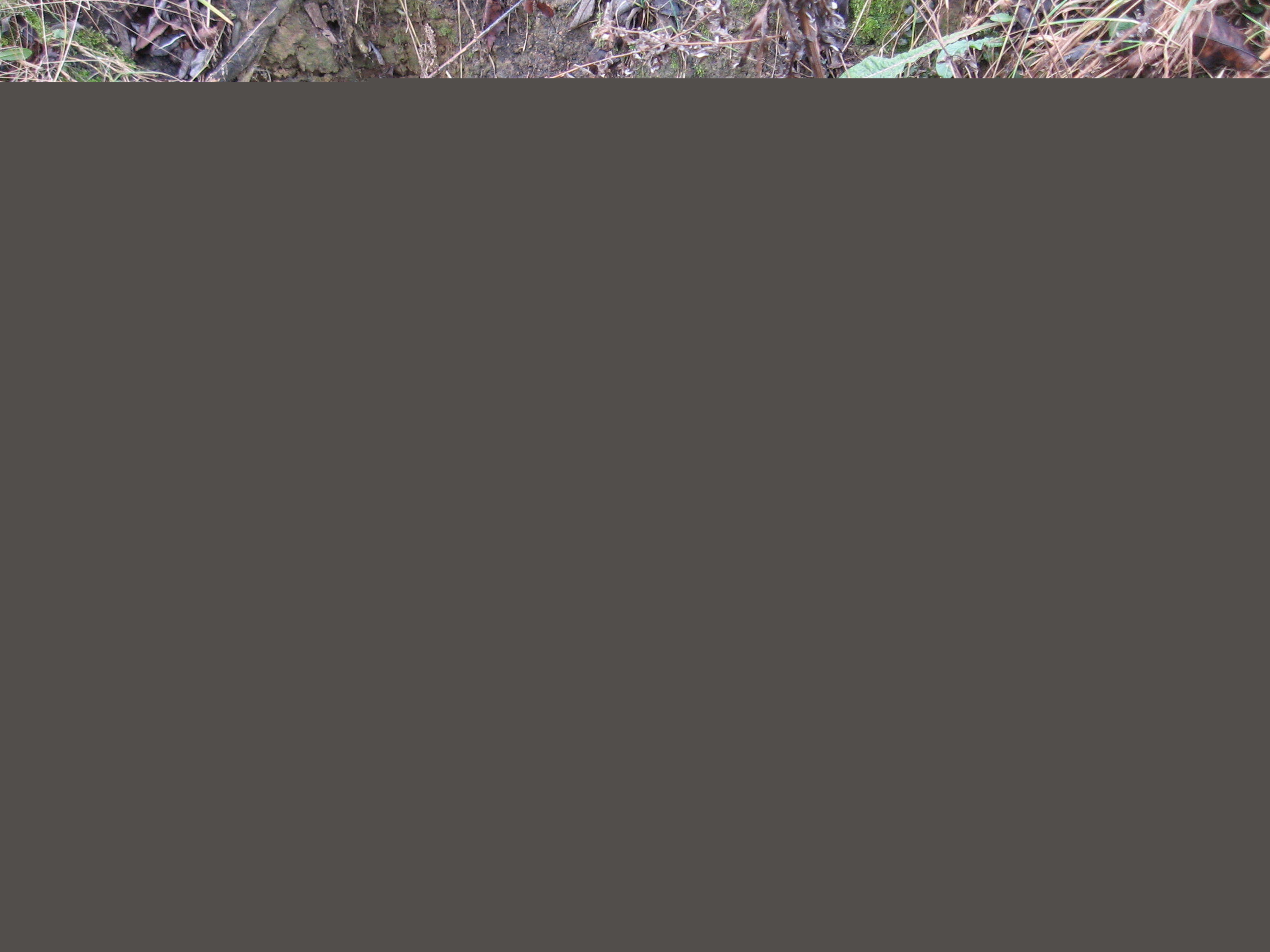 Airsoft 007.jpg